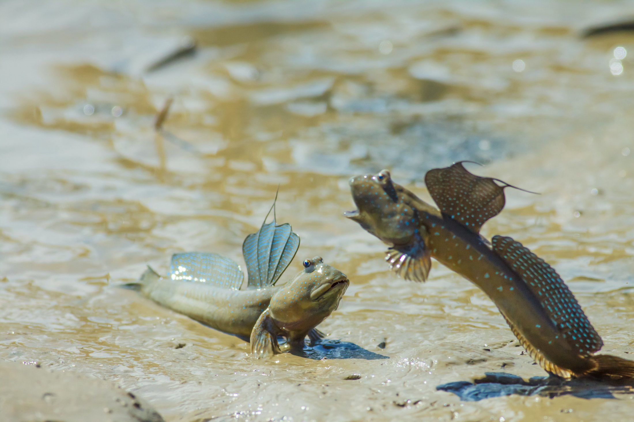 Estos peces pueden respirar fuera del agua