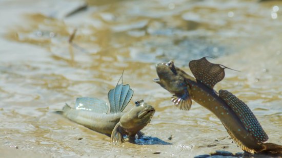 Estos peces pueden respirar fuera del agua