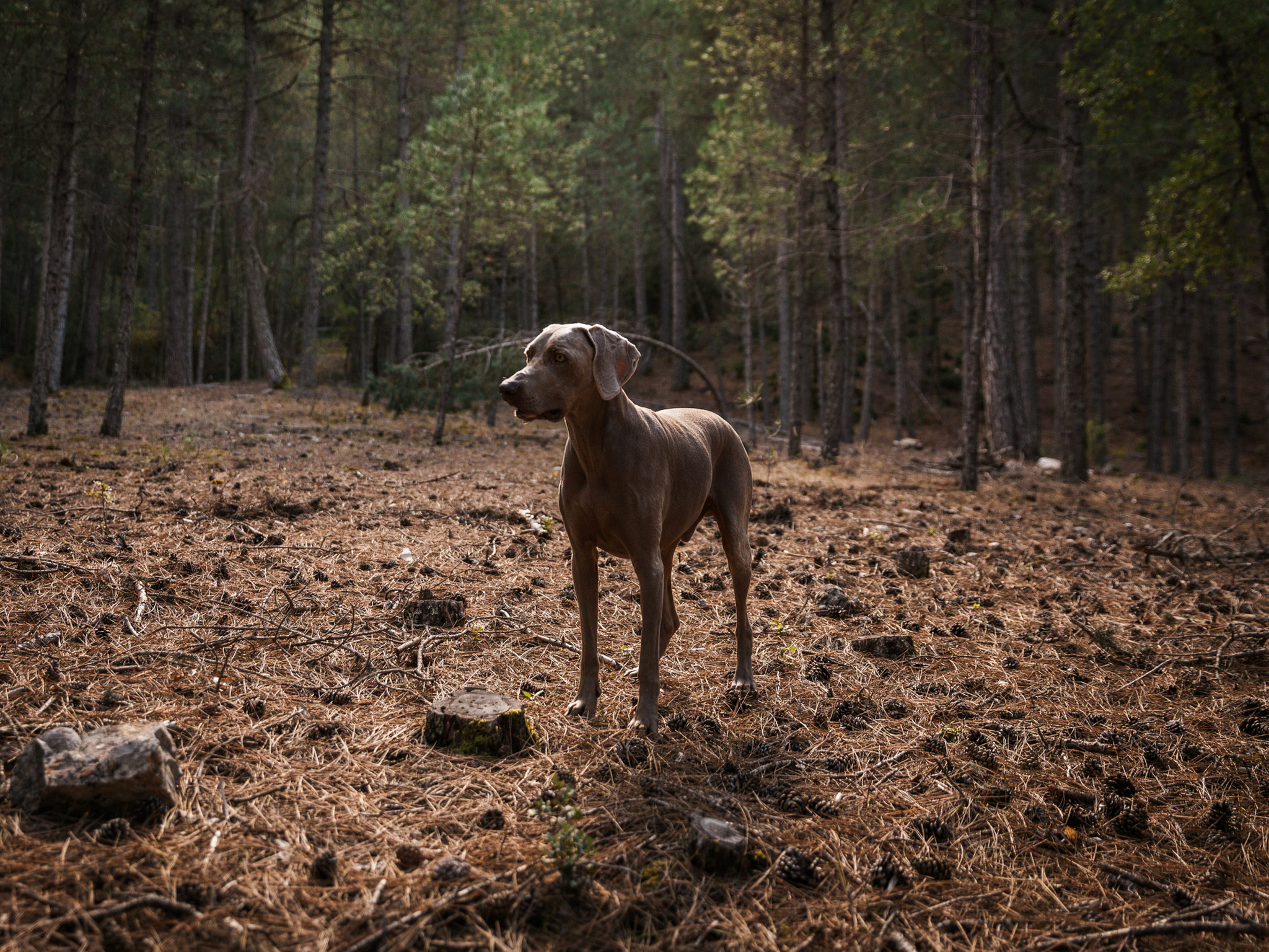 Perro en un pinar
