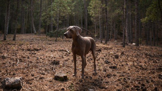 Perro en un pinar