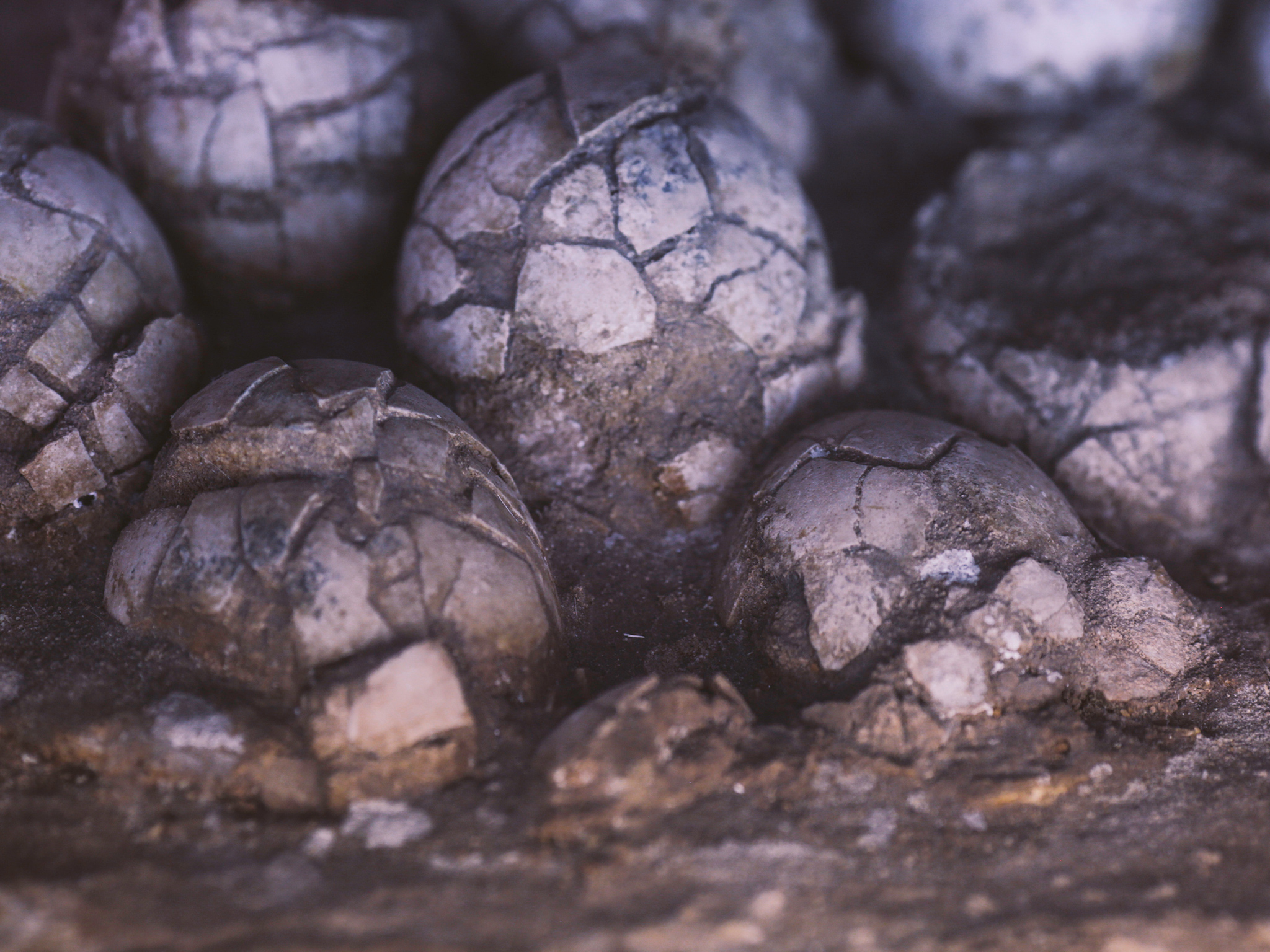 Huevos de dinosaurio