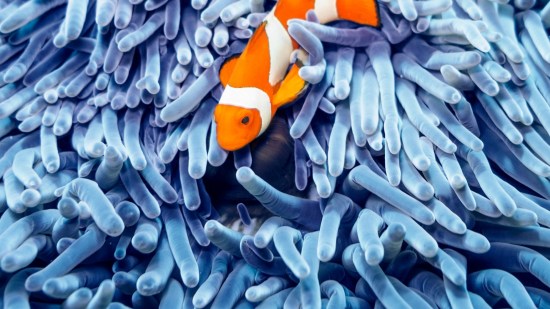 Los peces no existen (y te explicamos por qué)