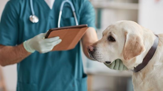 Descubren cómo alargar la vida de perros con cáncer