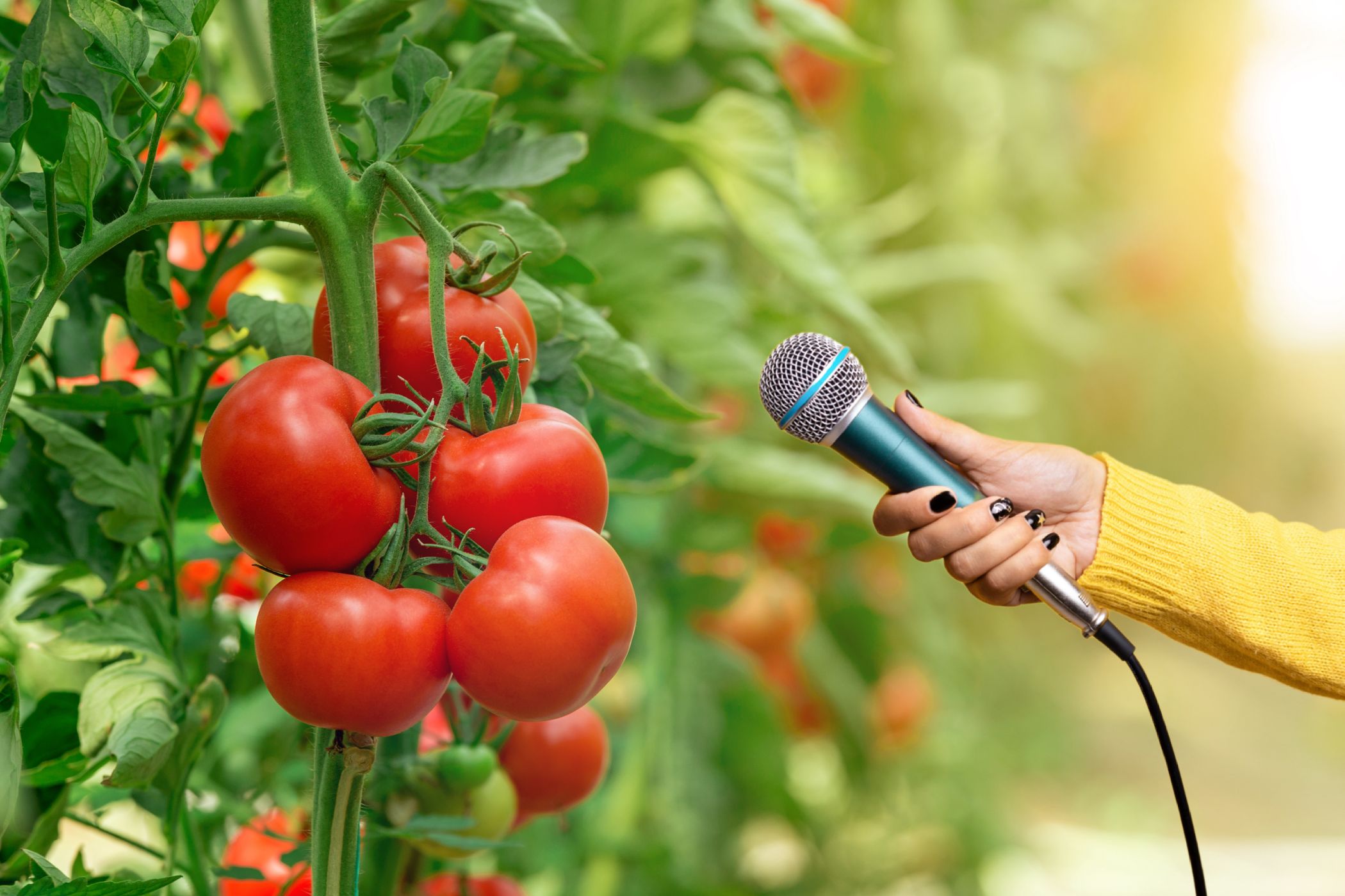 Las plantas 'lloran' cuando sufren (y algunos animales pueden escucharlo)