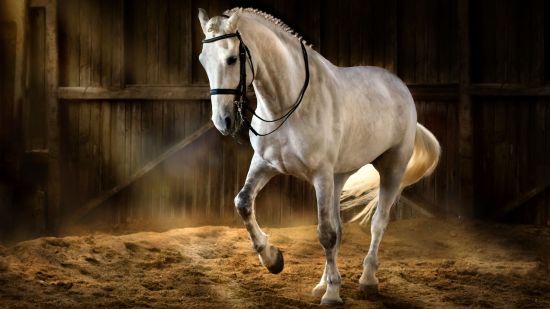 Los nativos americanos tenían caballos españoles