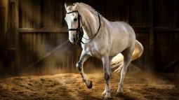 Los nativos americanos tenían caballos españoles