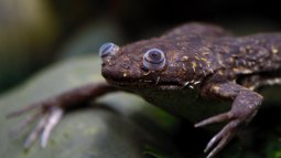 Rana de uñas africana