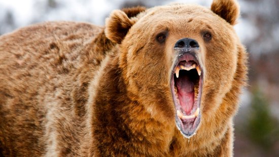 La fascinante lucha de los osos contra las diminutas garrapatas