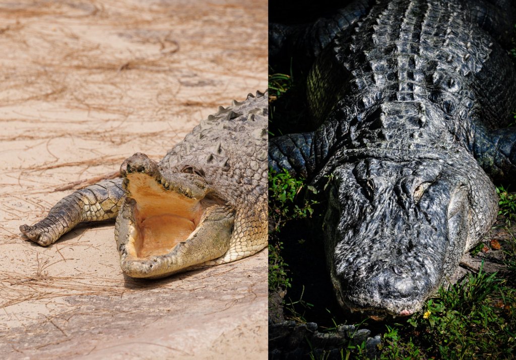 cocodrilos vs caimanes