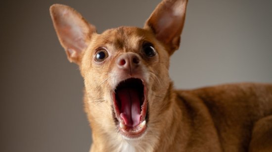 Los secretos detrás de la ansiedad en los perros: ¿Qué sucede en sus cerebros?