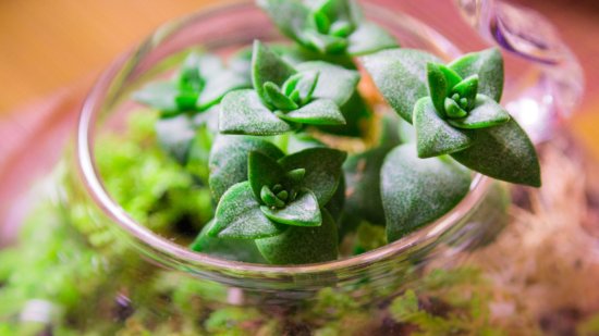 Jardines en miniatura: Cómo crear tu propio jardín en una botella