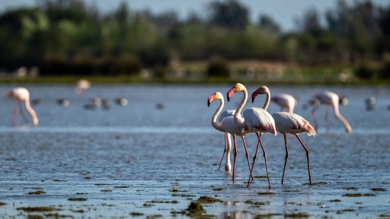 Doñana en peligro: los retos de la conservación de uno de los ecosistemas más importantes de Europa