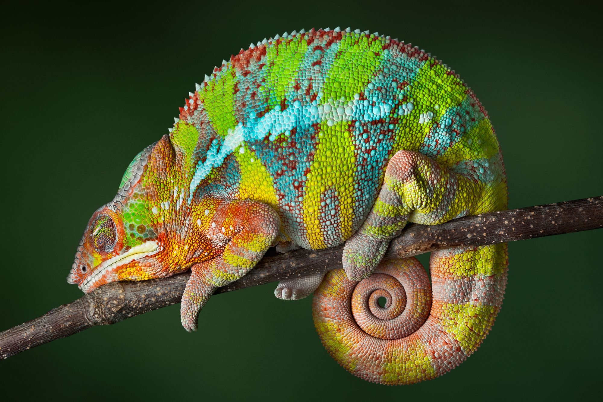 El mundo secreto del sueño animal: ¿qué animales e insectos sueñan y cómo lo experimentan?