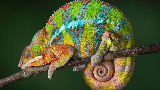 El mundo secreto del sueño animal: ¿qué animales e insectos sueñan y cómo lo experimentan?