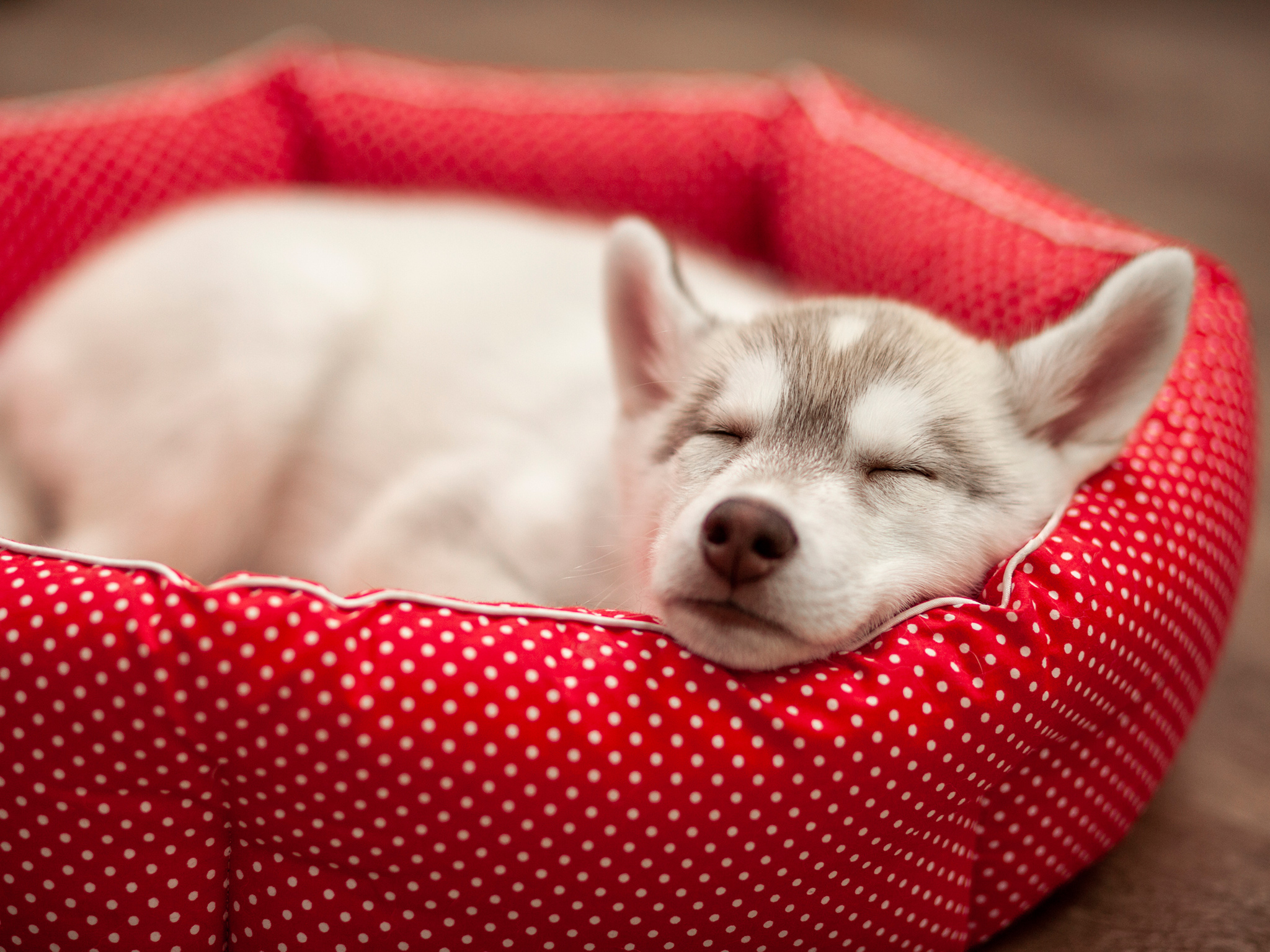 Cachorro de perro dormido