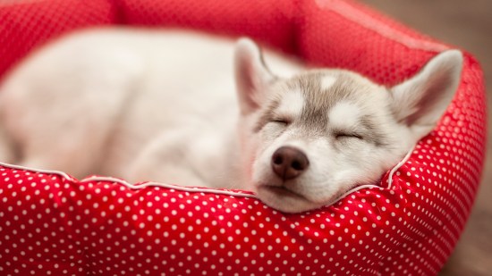 Cachorro de perro dormido