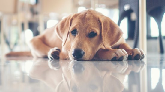 Cachorro de golden retriever