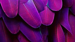 Aves con armas secretas: descubre las plumas neurotóxicas