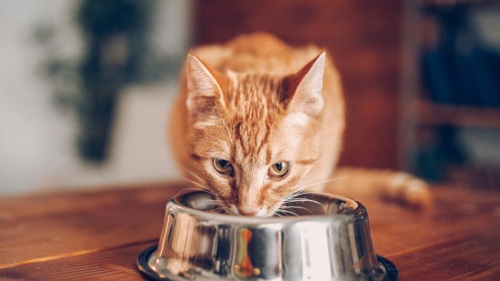 Gato naranja comiendo