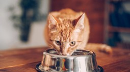 Gato naranja comiendo