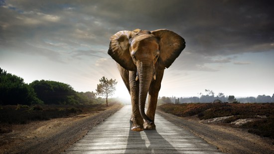 Elefantes andan despacio