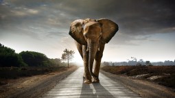 Elefantes andan despacio