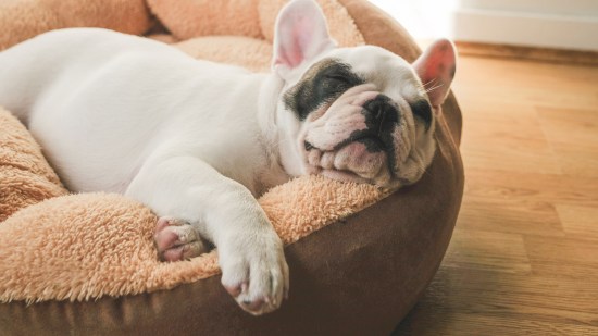 Bulldog dormido en la cama