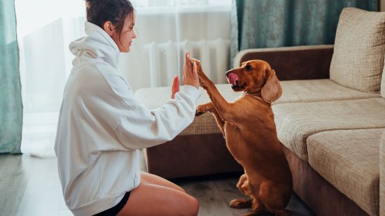 La conexión entre la creatividad y el bienestar de los perros, según la ciencia