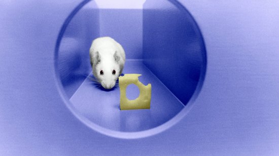 Los roedores son más listos de lo que pensamos