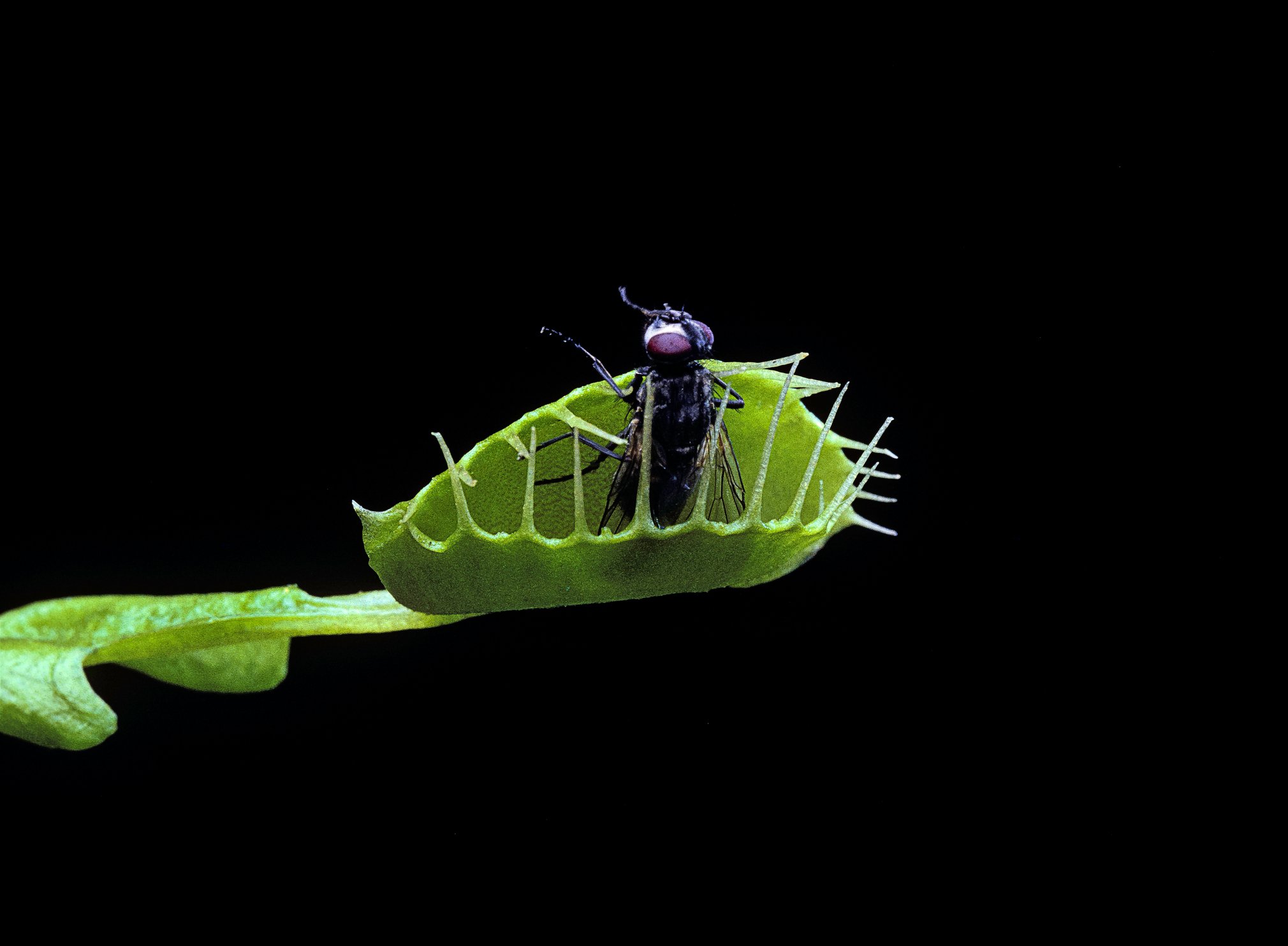 Plantas carnívoras: alta tecnología de origen natural