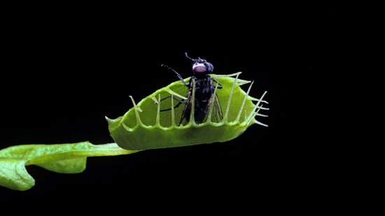 Plantas carnívoras: alta tecnología de origen natural