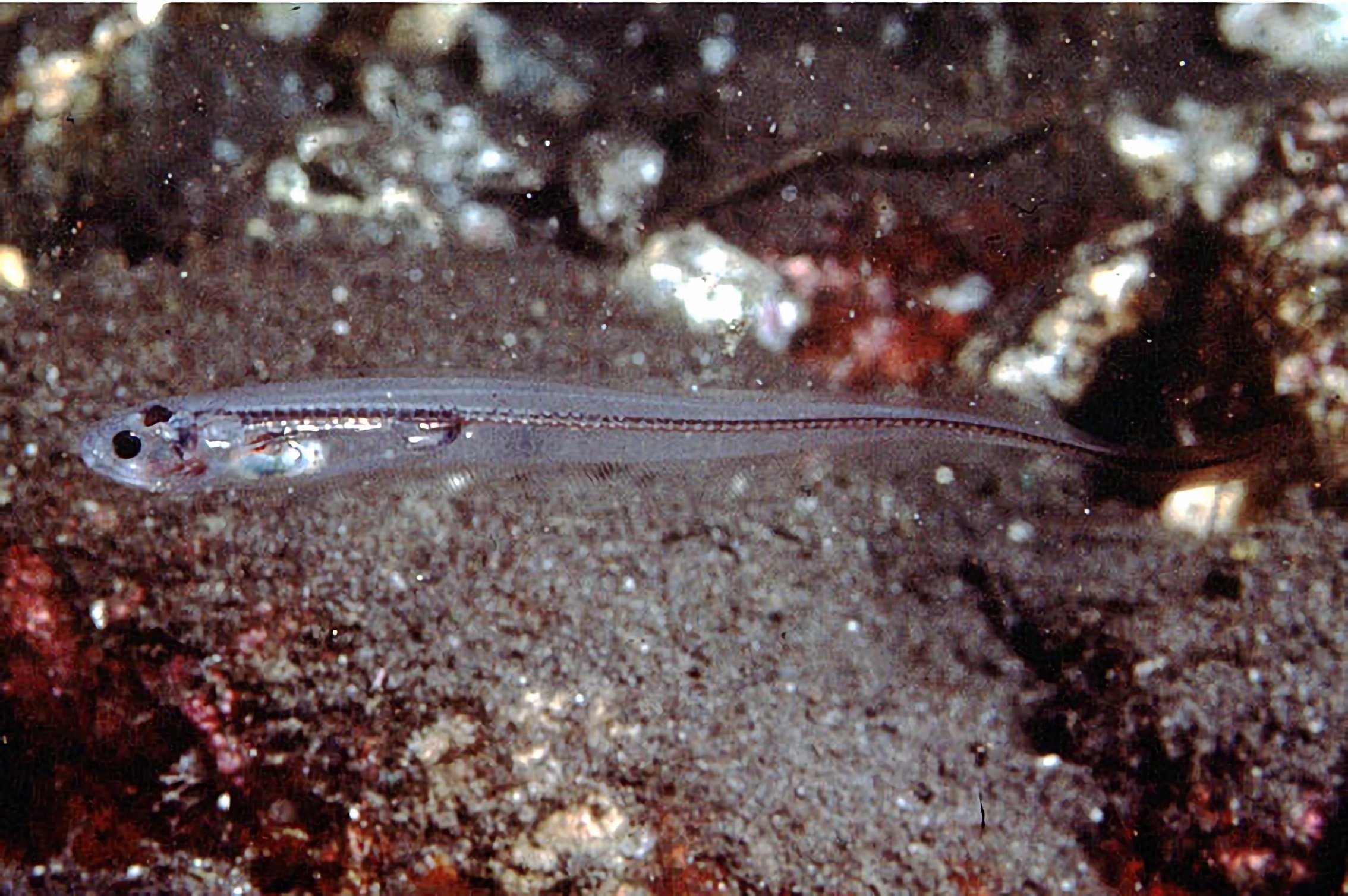 Descubre al pez que se convierte en perla