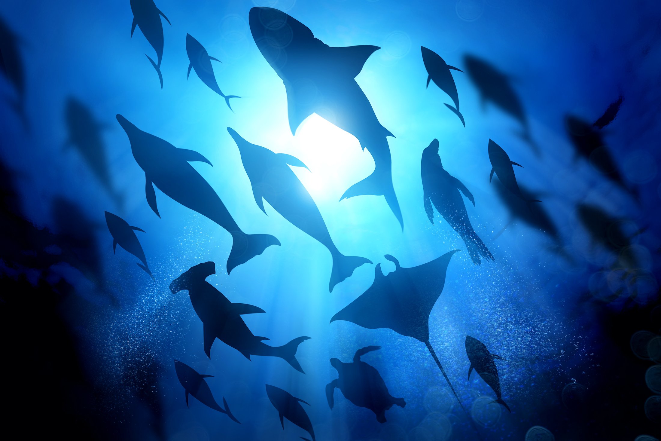 La increíble convergencia evolutiva: ¿por qué animales de diferentes especies evolucionaron de manera similar?