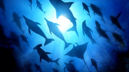 La increíble convergencia evolutiva: ¿por qué animales de diferentes especies evolucionaron de manera similar?