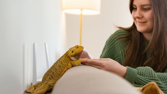 ¿Qué mascotas exóticas podrías tener como mascotas con la nueva ley de protección animal?