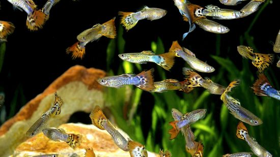 Guppy