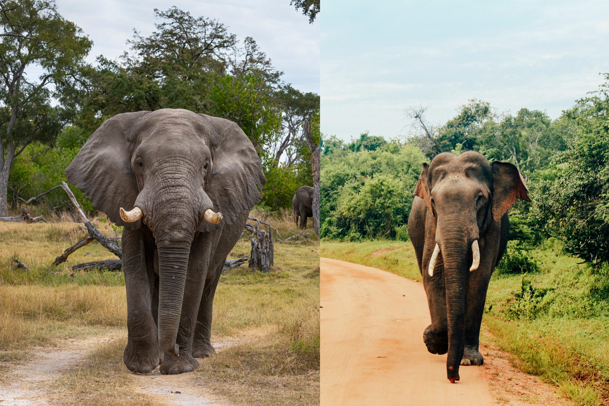 Curiosas diferencias entre el elefante africano y el asiático (además de sus orejas)
