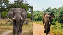 Curiosas diferencias entre el elefante africano y el asiático (además de sus orejas)