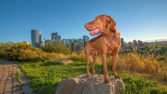 El impacto invisible de la ciudad en los perros: cómo la contaminación afecta la memoria y el comportamiento