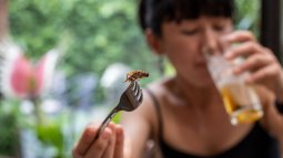 Tabúes alimenticios: porqué los musulmanes no comen cerdo ni nosotros perro