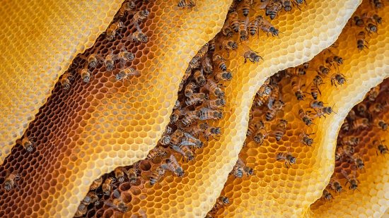 Llega la primavera: abejas, miel y aguijón