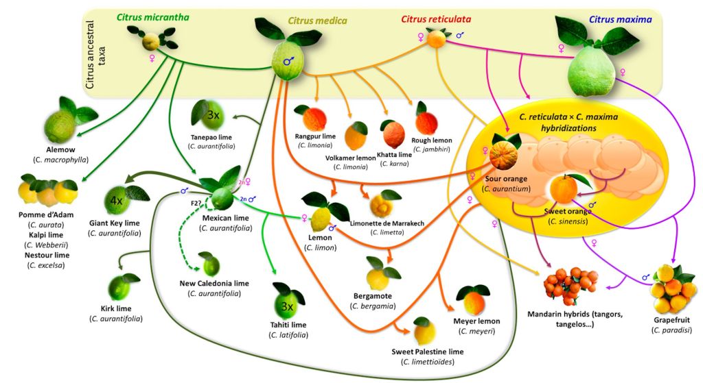 cítricos artificiales