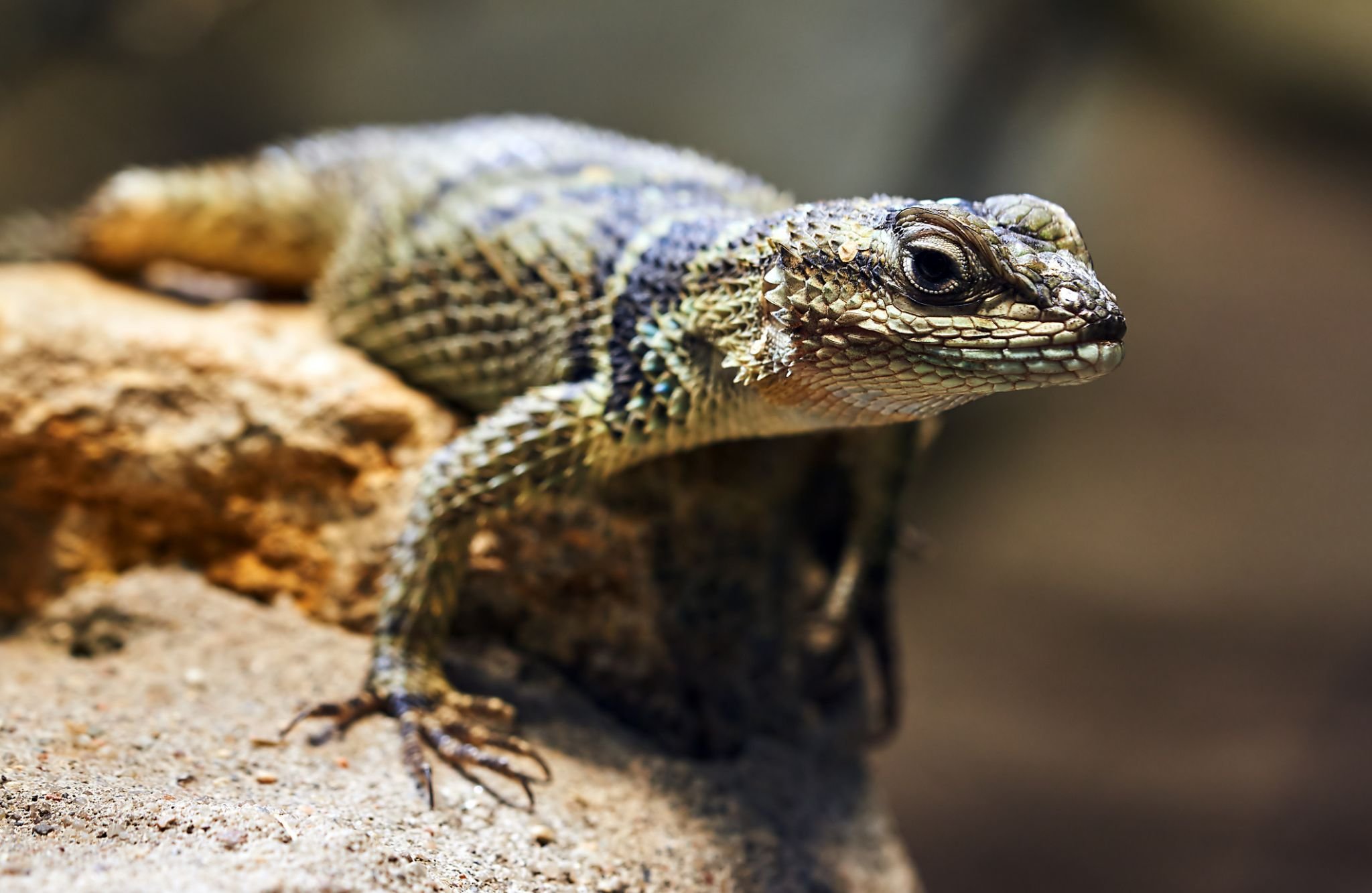 El abuelo de todos los reptiles