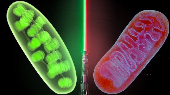 Descubre a los 'midiclorianos' del mundo real (y no son los de Star Wars)