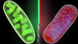 Descubre a los 'midiclorianos' del mundo real (y no son los de Star Wars)