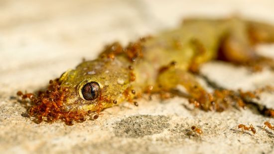 Se incluyen tres especies de hormiga en el Catálogo Español de Especies Invasoras