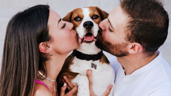 ¿Más feliz con uno o con dos? Descubren si los perros prefieren vivir con solteros o parejas