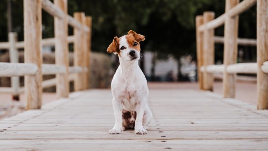 Perro de la raza Jack Russell