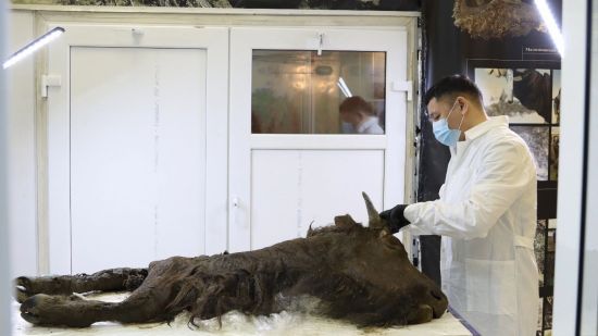 Descubren un animal prehistórico congelado en Siberia tan bien conversado que sería posible resucitarlo
