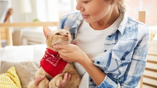 Los gatos podrían superar a los perros en habilidades cognitivas